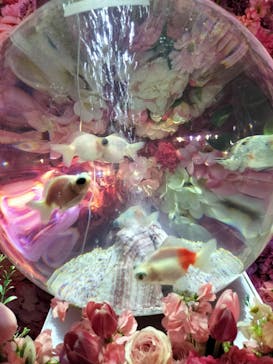 錦鯉・金魚アクアリウム in ときメッセに投稿された画像（2025/8/4）