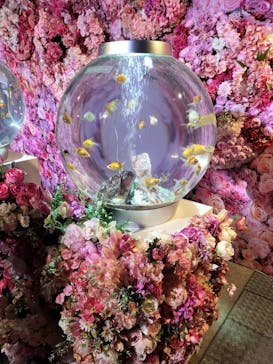 錦鯉・金魚アクアリウム in ときメッセに投稿された画像（2025/8/4）