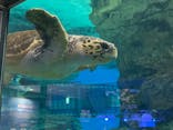 名古屋港水族館に投稿された画像（2025/8/5）