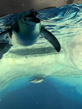 名古屋港水族館に投稿された画像（2025/8/4）