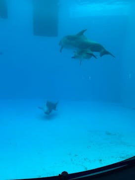 名古屋港水族館に投稿された画像（2025/8/4）