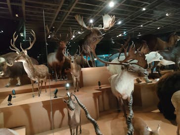 国立科学博物館に投稿された画像（2025/8/4）