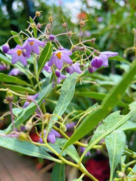 横浜イングリッシュガーデンに投稿された画像（2025/8/5）