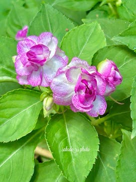 横浜イングリッシュガーデンに投稿された画像（2025/8/5）