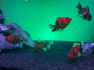 錦鯉・金魚アクアリウム in ときメッセに投稿された画像（2025/8/5）