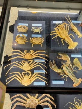 北九州市立自然史・歴史博物館（いのちのたび博物館）に投稿された画像（2025/8/5）