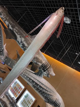 北九州市立自然史・歴史博物館（いのちのたび博物館）に投稿された画像（2025/8/5）