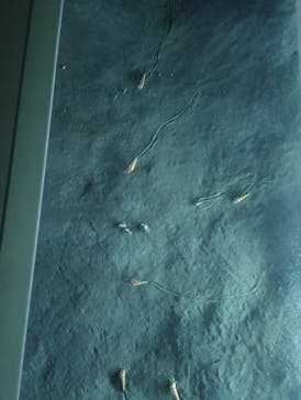 北九州市立自然史・歴史博物館（いのちのたび博物館）に投稿された画像（2025/8/5）