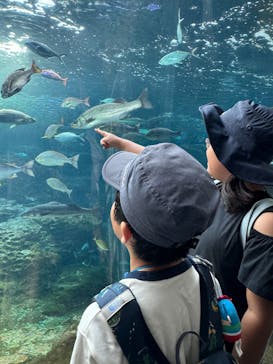 新江ノ島水族館に投稿された画像（2025/8/5）