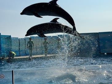 新江ノ島水族館に投稿された画像（2025/8/5）