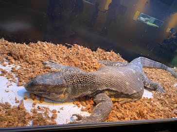 リトルモンスター展～「うゎっ」と「ぅわぁ～」のいきものたち～ @新潟県立自然科学館に投稿された画像（2025/8/5）