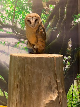 リトルモンスター展～「うゎっ」と「ぅわぁ～」のいきものたち～ @新潟県立自然科学館に投稿された画像（2025/8/5）
