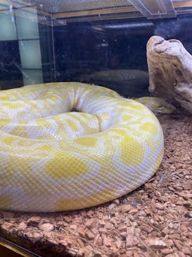 リトルモンスター展～「うゎっ」と「ぅわぁ～」のいきものたち～ @新潟県立自然科学館に投稿された画像（2025/8/5）