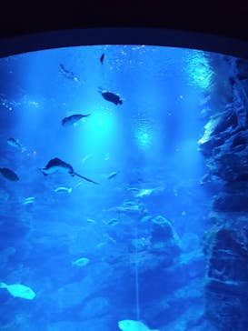 京都水族館に投稿された画像（2025/8/5）