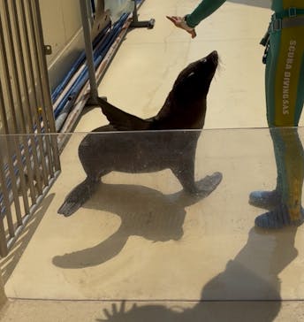 新江ノ島水族館に投稿された画像（2025/8/5）