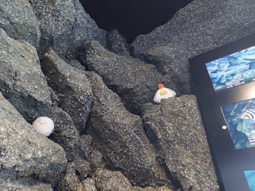 上越市立水族博物館 うみがたりに投稿された画像（2025/8/5）