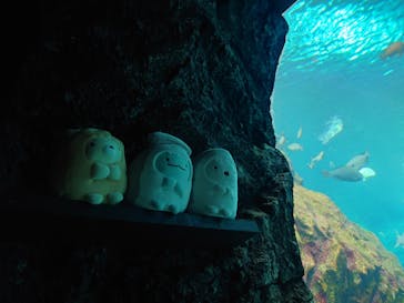上越市立水族博物館 うみがたりに投稿された画像（2025/8/5）