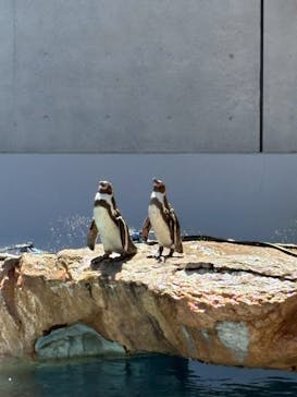 島根県立 しまね海洋館に投稿された画像（2025/8/5）