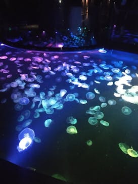 すみだ水族館に投稿された画像（2025/8/5）