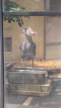 恩賜上野動物園に投稿された画像（2025/8/5）