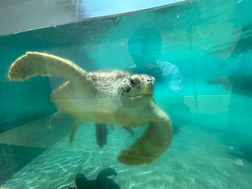 新江ノ島水族館に投稿された画像（2025/8/5）