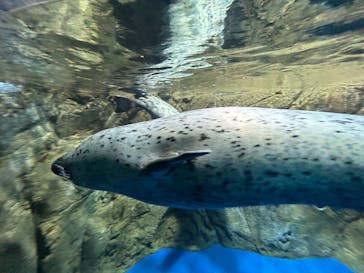 新江ノ島水族館に投稿された画像（2025/8/5）