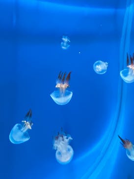 新江ノ島水族館に投稿された画像（2025/8/5）