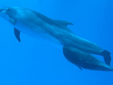名古屋港水族館に投稿された画像（2025/8/5）