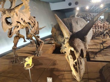 福井県立恐竜博物館に投稿された画像（2025/8/5）