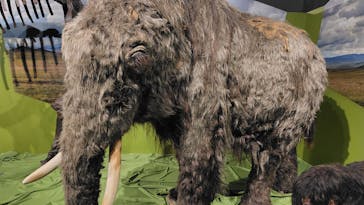 特別展「氷河期展 〜人類が見た4万年前の世界〜」（国立科学博物館）に投稿された画像（2025/8/5）