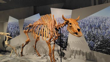 特別展「氷河期展 〜人類が見た4万年前の世界〜」（国立科学博物館）に投稿された画像（2025/8/5）