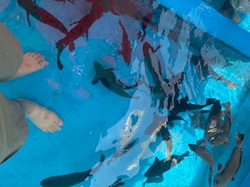 越前松島水族館に投稿された画像（2025/8/5）