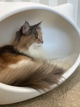 猫カフェモカ 京都河原町店に投稿された画像（2025/8/5）