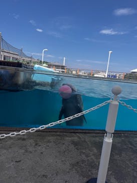横浜・八景島シーパラダイスに投稿された画像（2025/8/5）