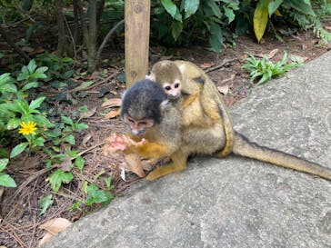 石垣やいま村に投稿された画像（2025/8/5）