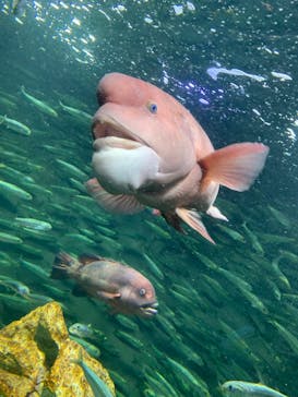 サンシャイン水族館に投稿された画像（2025/8/5）