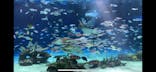 サンシャイン水族館に投稿された画像（2025/8/5）