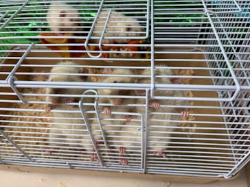 いきもの探検隊上尾に投稿された画像（2025/8/5）