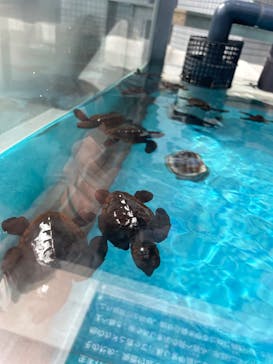 名古屋港水族館に投稿された画像（2025/8/5）