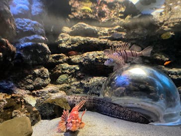 名古屋港水族館に投稿された画像（2025/8/5）