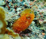 根府川ダイビングサービスに投稿された画像（2025/8/5）