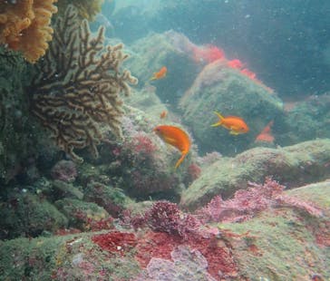 根府川ダイビングサービスに投稿された画像（2025/8/5）