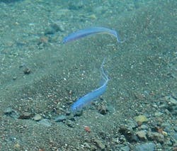 根府川ダイビングサービスに投稿された画像（2025/8/5）