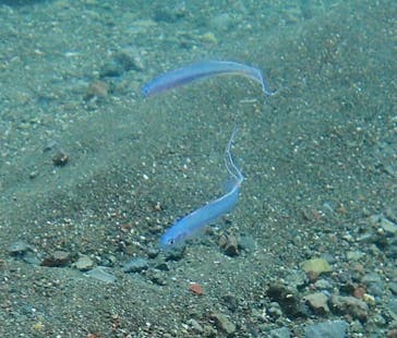 根府川ダイビングサービスに投稿された画像（2025/8/5）