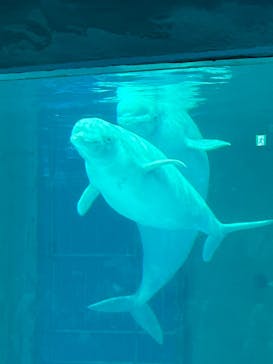 鴨川シーワールドに投稿された画像（2025/8/5）