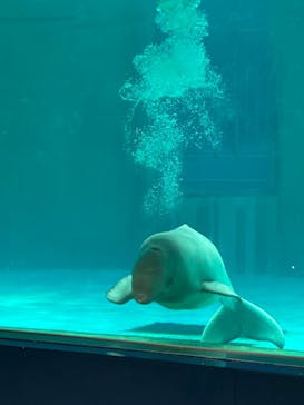 鴨川シーワールドに投稿された画像（2025/8/5）