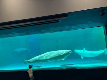 鴨川シーワールドに投稿された画像（2025/8/5）