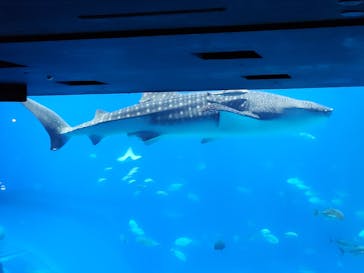 沖縄美ら海水族館に投稿された画像（2025/8/5）