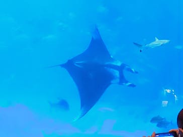 沖縄美ら海水族館に投稿された画像（2025/8/5）