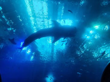 沖縄美ら海水族館に投稿された画像（2025/8/5）